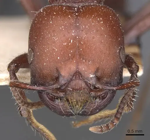 Pogonomyrmex lobatus specimen CASENT0913098 image casent0913098_2