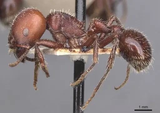 Pogonomyrmex lobatus specimen CASENT0913098 image casent0913098_3