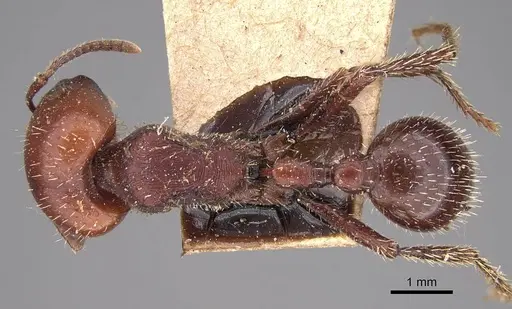 Pogonomyrmex lobatus specimen CASENT0914387 image casent0914387_1