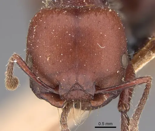 Pogonomyrmex lobatus specimen CASENT0914387 image casent0914387_2