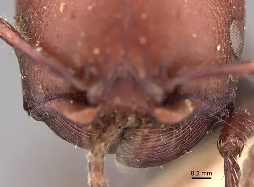 Pogonomyrmex lobatus specimen CASENT0914387 image casent0914387_3