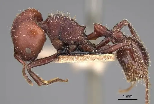 Pogonomyrmex lobatus specimen CASENT0914387 image casent0914387_4