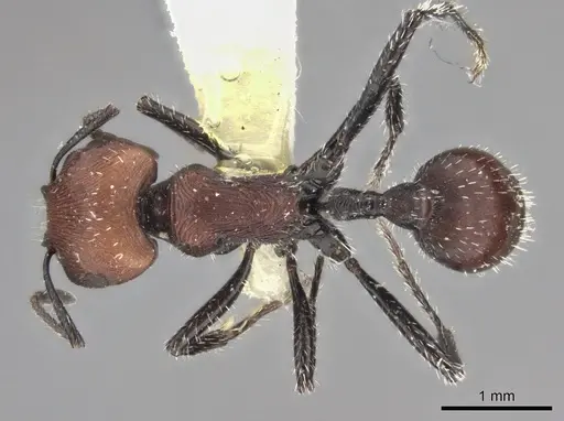 Pogonomyrmex longibarbis specimen CASENT0235273 image casent0235273_1