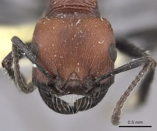Pogonomyrmex longibarbis specimen CASENT0235273 image casent0235273_2