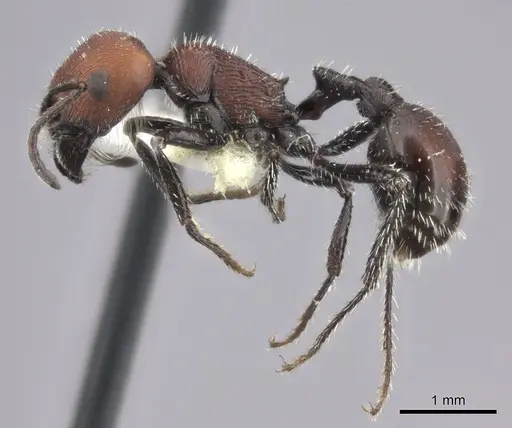 Pogonomyrmex longibarbis specimen CASENT0235273 image casent0235273_3