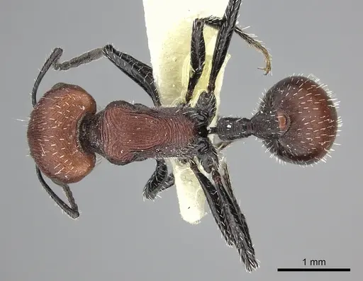 Pogonomyrmex longibarbis specimen CASENT0249056 image casent0249056_1