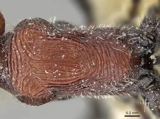 Pogonomyrmex longibarbis specimen CASENT0249056 image casent0249056_2