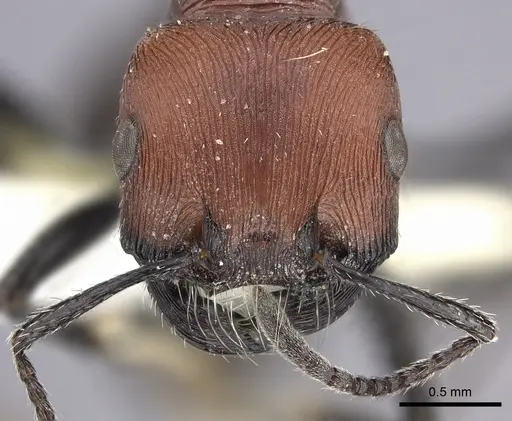 Pogonomyrmex longibarbis specimen CASENT0249056 image casent0249056_3