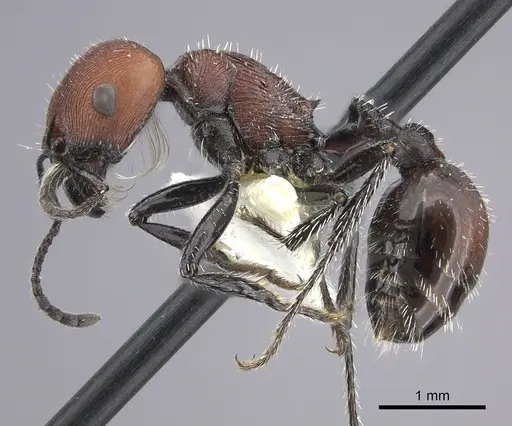 Pogonomyrmex longibarbis specimen CASENT0249056 image casent0249056_4