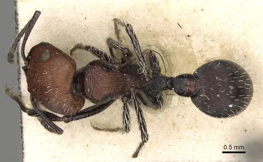 Pogonomyrmex longibarbis specimen CASENT0281103 image casent0281103_1