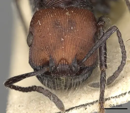 Pogonomyrmex longibarbis specimen CASENT0281103 image casent0281103_2