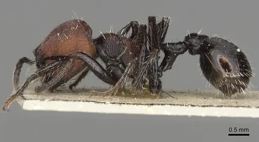 Pogonomyrmex longibarbis specimen CASENT0281103 image casent0281103_3