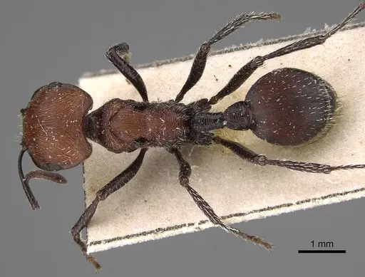 Pogonomyrmex longibarbis specimen CASENT0914115 image casent0914115_1