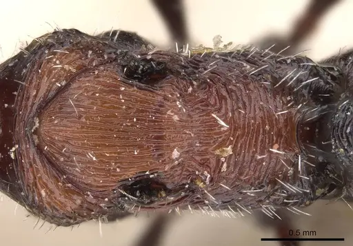 Pogonomyrmex longibarbis specimen CASENT0914115 image casent0914115_2