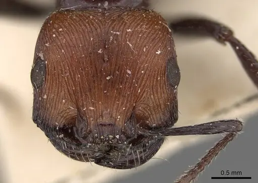Pogonomyrmex longibarbis specimen CASENT0914115 image casent0914115_3