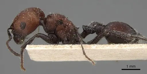 Pogonomyrmex longibarbis specimen CASENT0914115 image casent0914115_4