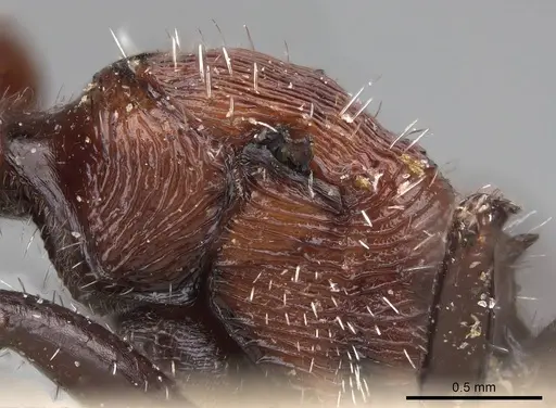 Pogonomyrmex longibarbis specimen CASENT0914115 image casent0914115_5