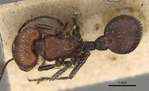 Pogonomyrmex longibarbis specimen CASENT0914116 image casent0914116_1