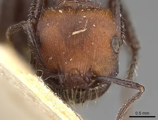 Pogonomyrmex longibarbis specimen CASENT0914116 image casent0914116_2