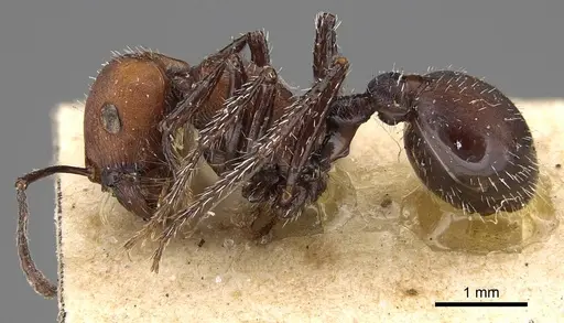 Pogonomyrmex longibarbis specimen CASENT0914116 image casent0914116_3