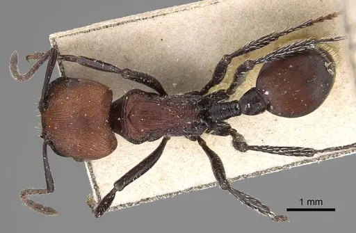 Pogonomyrmex longibarbis specimen CASENT0914117 image casent0914117_1