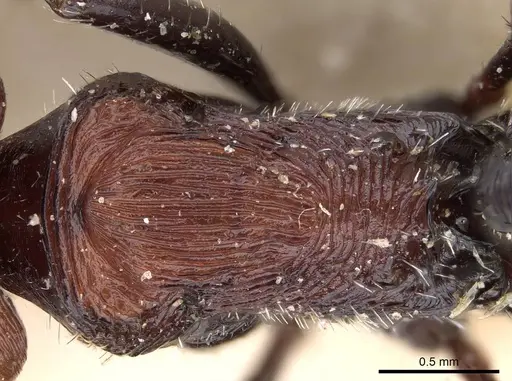 Pogonomyrmex longibarbis specimen CASENT0914117 image casent0914117_2