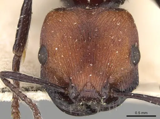 Pogonomyrmex longibarbis specimen CASENT0914117 image casent0914117_3