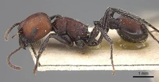Pogonomyrmex longibarbis specimen CASENT0914117 image casent0914117_4