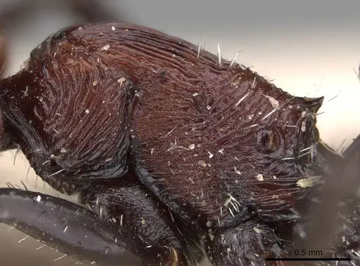 Pogonomyrmex longibarbis specimen CASENT0914117 image casent0914117_5