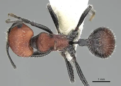 Pogonomyrmex longibarbis specimen CASENT0922099 image casent0922099_1