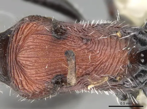 Pogonomyrmex longibarbis specimen CASENT0922099 image casent0922099_2