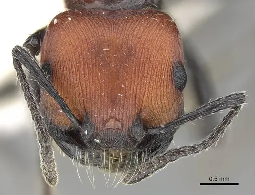 Pogonomyrmex longibarbis specimen CASENT0922099 image casent0922099_3