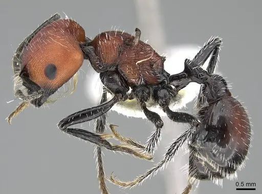 Pogonomyrmex longibarbis specimen CASENT0922099 image casent0922099_4