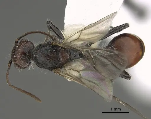 Pogonomyrmex longibarbis specimen CASENT0923348 image casent0923348_1