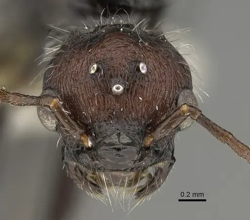 Pogonomyrmex longibarbis specimen CASENT0923348 image casent0923348_2