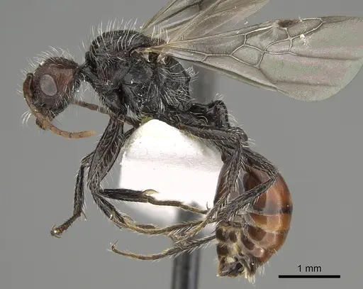 Pogonomyrmex longibarbis specimen CASENT0923348 image casent0923348_3