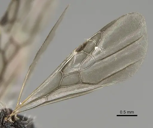 Pogonomyrmex longibarbis specimen CASENT0923348 image casent0923348_4
