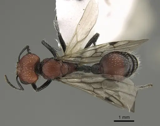 Pogonomyrmex longibarbis specimen CASENT0923349 image casent0923349_1