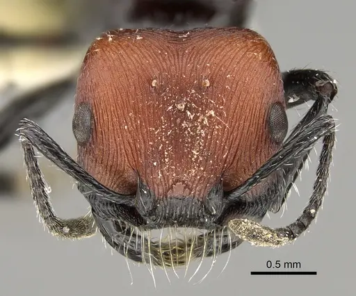 Pogonomyrmex longibarbis specimen CASENT0923349 image casent0923349_2