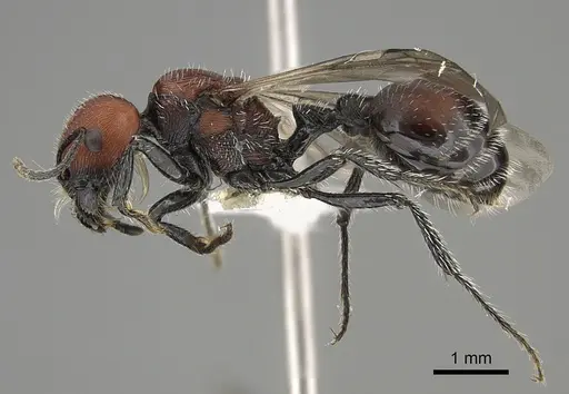 Pogonomyrmex longibarbis specimen CASENT0923349 image casent0923349_3