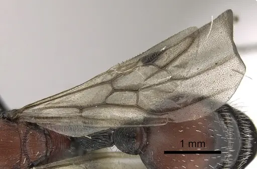 Pogonomyrmex longibarbis specimen CASENT0923349 image casent0923349_4