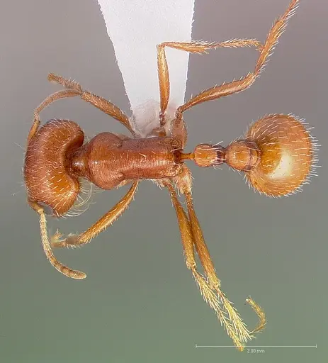 Pogonomyrmex magnacanthus specimen CASENT0005711 image casent0005711_1