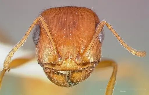 Pogonomyrmex magnacanthus specimen CASENT0005711 image casent0005711_2
