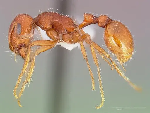 Pogonomyrmex magnacanthus specimen CASENT0005711 image casent0005711_3