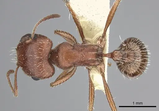 Pogonomyrmex magnacanthus specimen CASENT0217262 image casent0217262_1
