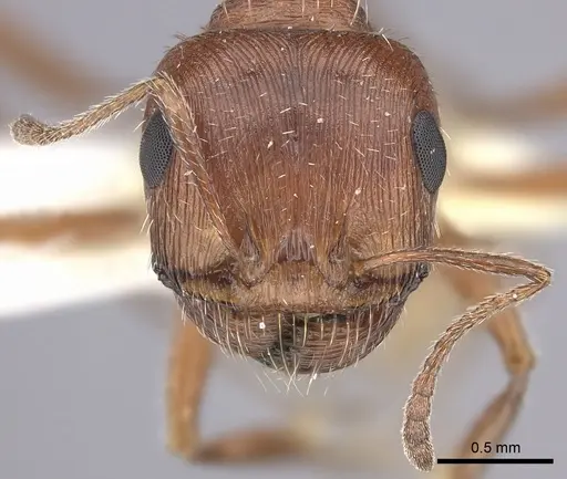 Pogonomyrmex magnacanthus specimen CASENT0217262 image casent0217262_2