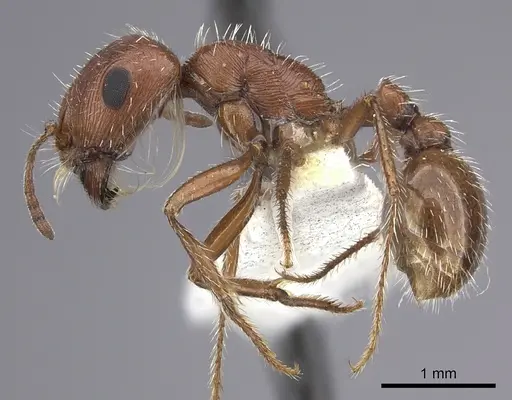Pogonomyrmex magnacanthus specimen CASENT0217262 image casent0217262_4
