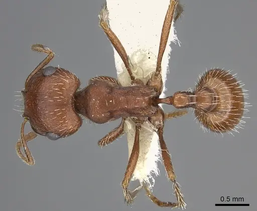 Pogonomyrmex magnacanthus specimen CASENT0217263 image casent0217263_1