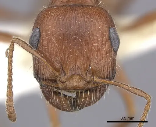 Pogonomyrmex magnacanthus specimen CASENT0217263 image casent0217263_2