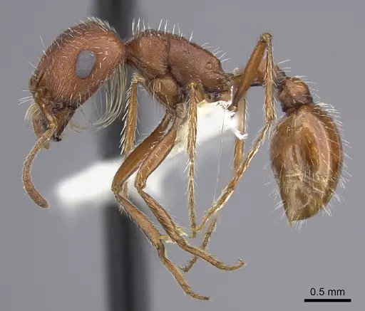 Pogonomyrmex magnacanthus specimen CASENT0217263 image casent0217263_4